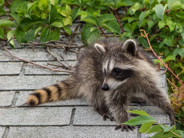 Pensacola Wildlife Removal