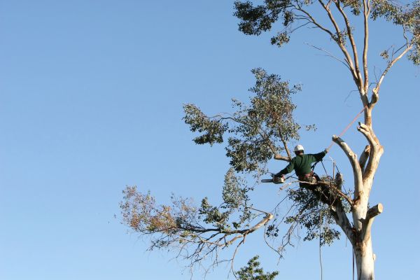 Pensacola Tree Trimming