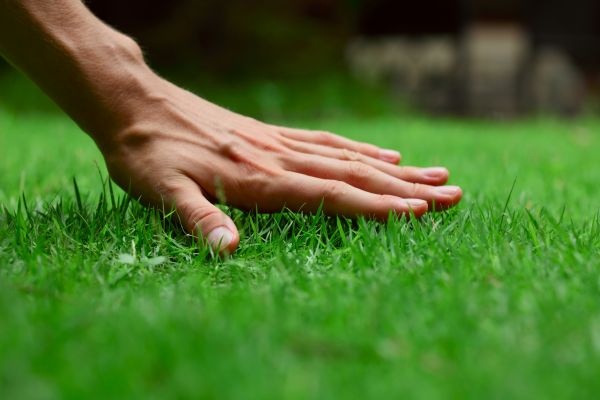 Pensacola Lawn Treatment